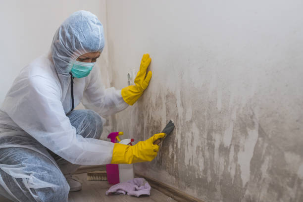 Best Fast Mold Removal  in Elizabethville, PA