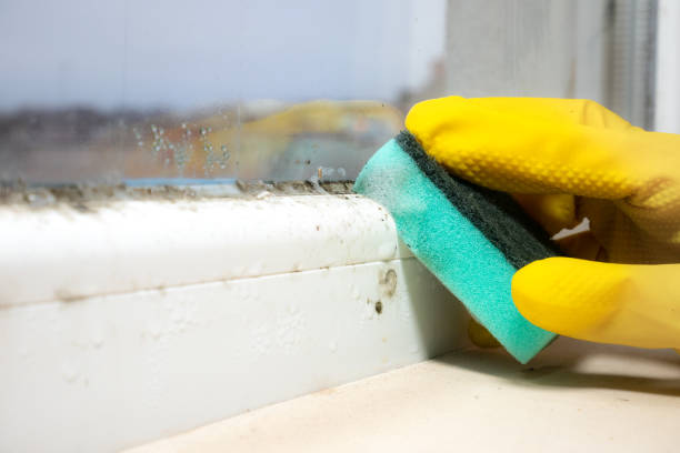 Professional Mold Removal in Elizabethville, PA