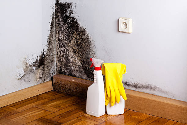Best Certified Mold Removal  in Elizabethville, PA