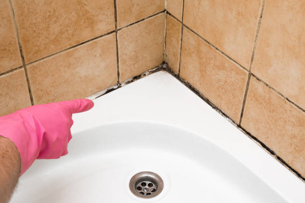 Attic Mold Removal in Elizabethville, PA